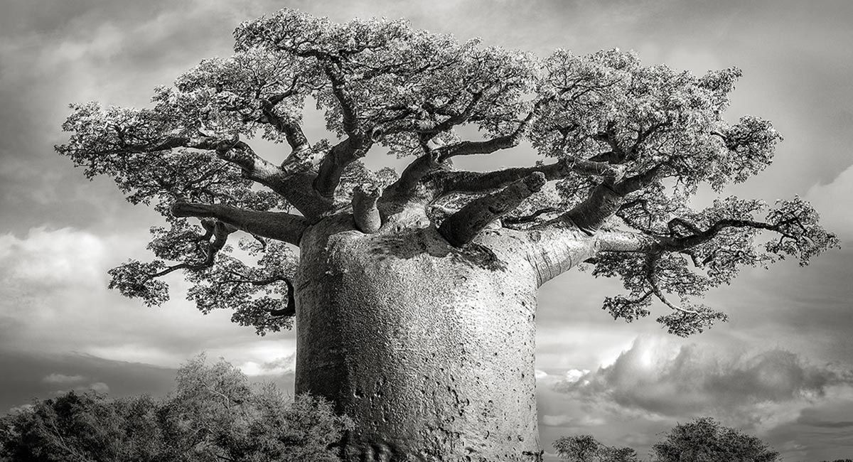 Fotógrafa captura antiguos baobabs antes de su desaparición