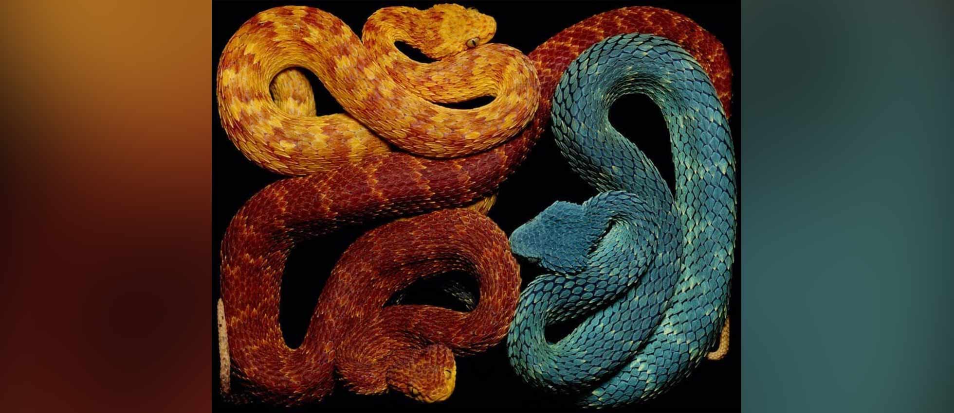 La belleza y diversidad de las serpientes por el fotógrafo Guido Mocafico