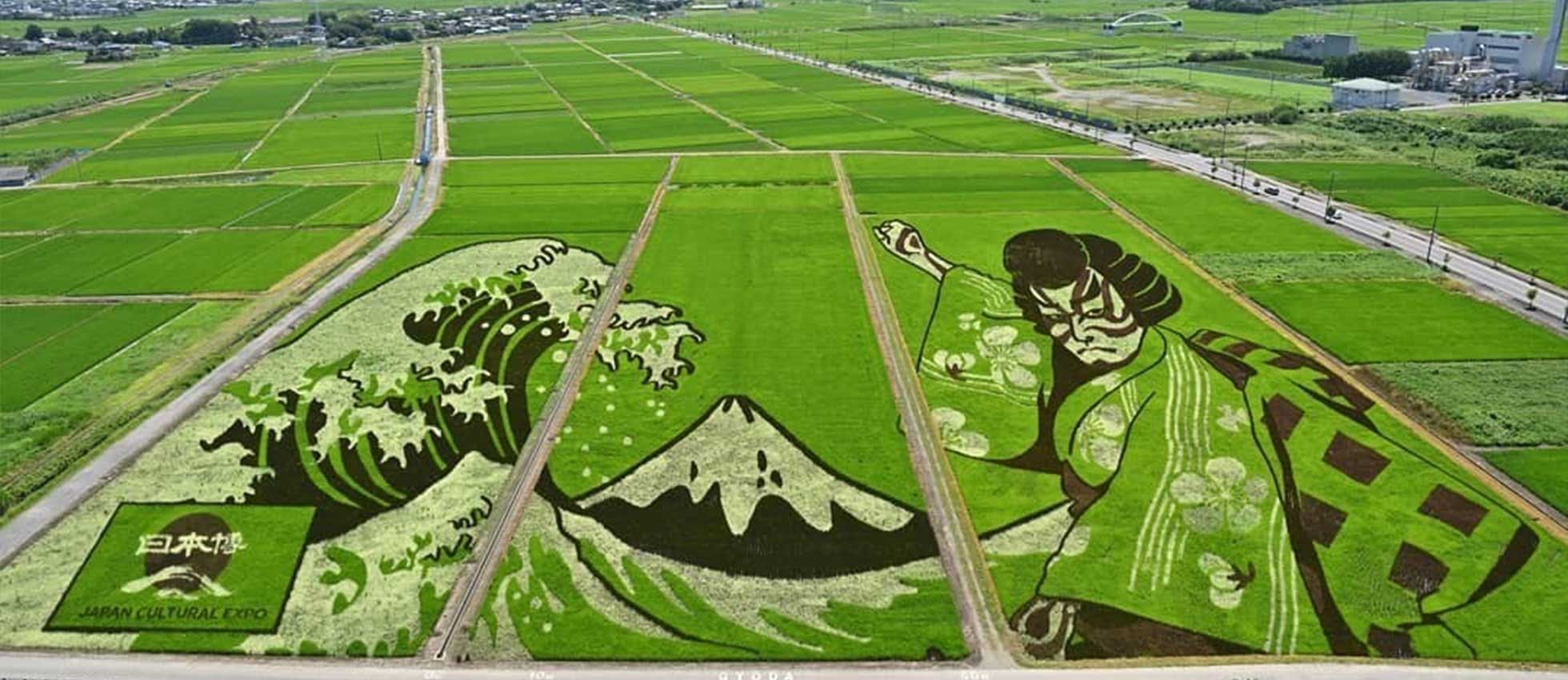 Cada año en Japón los arrozales son lienzos y las hojas de trigo son medios para obras de arte