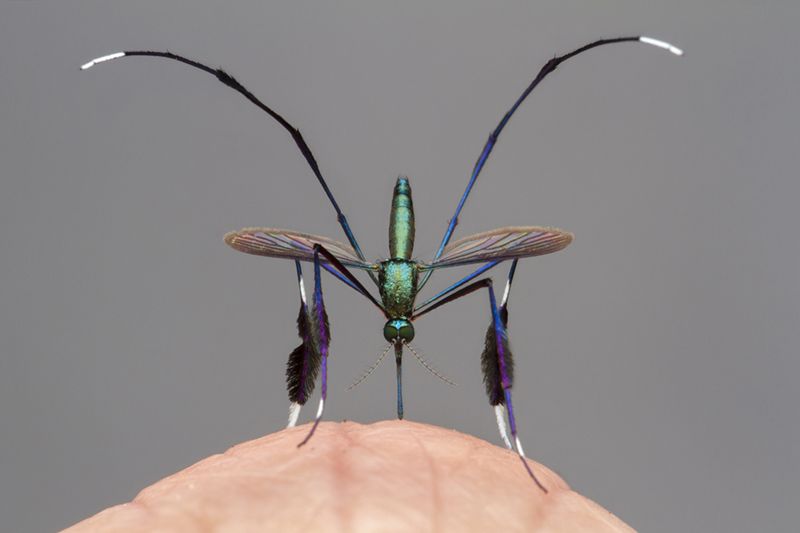 Fotografía: "El mosquito más hermoso del mundo"