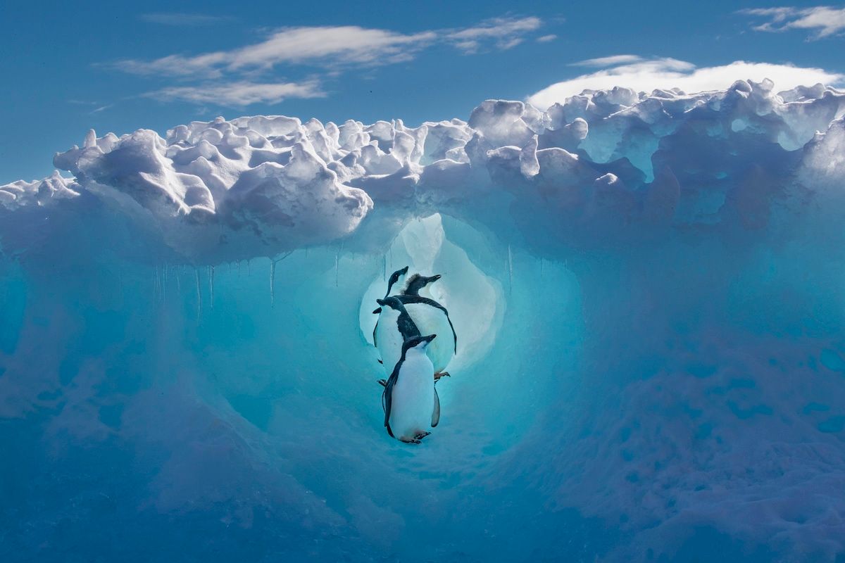 Una fila de pingüinos caminando en un túnel de nieve