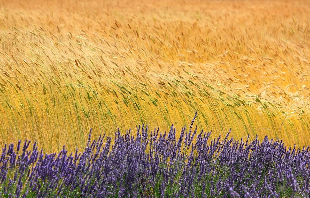 Un campo de trigo y unas flores moradas.