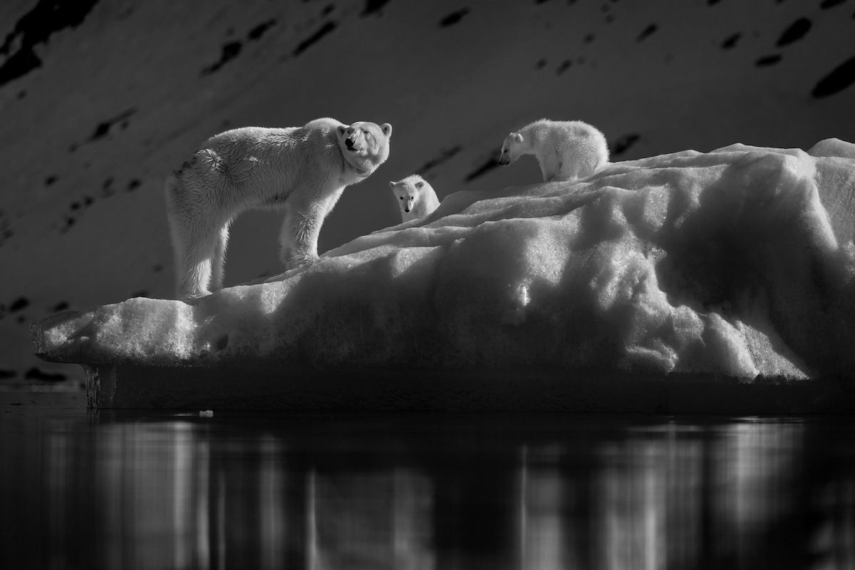 Una madre oso polar con sus dos cachorros sobre un témpano de hielo. Foto en blanco y negro.