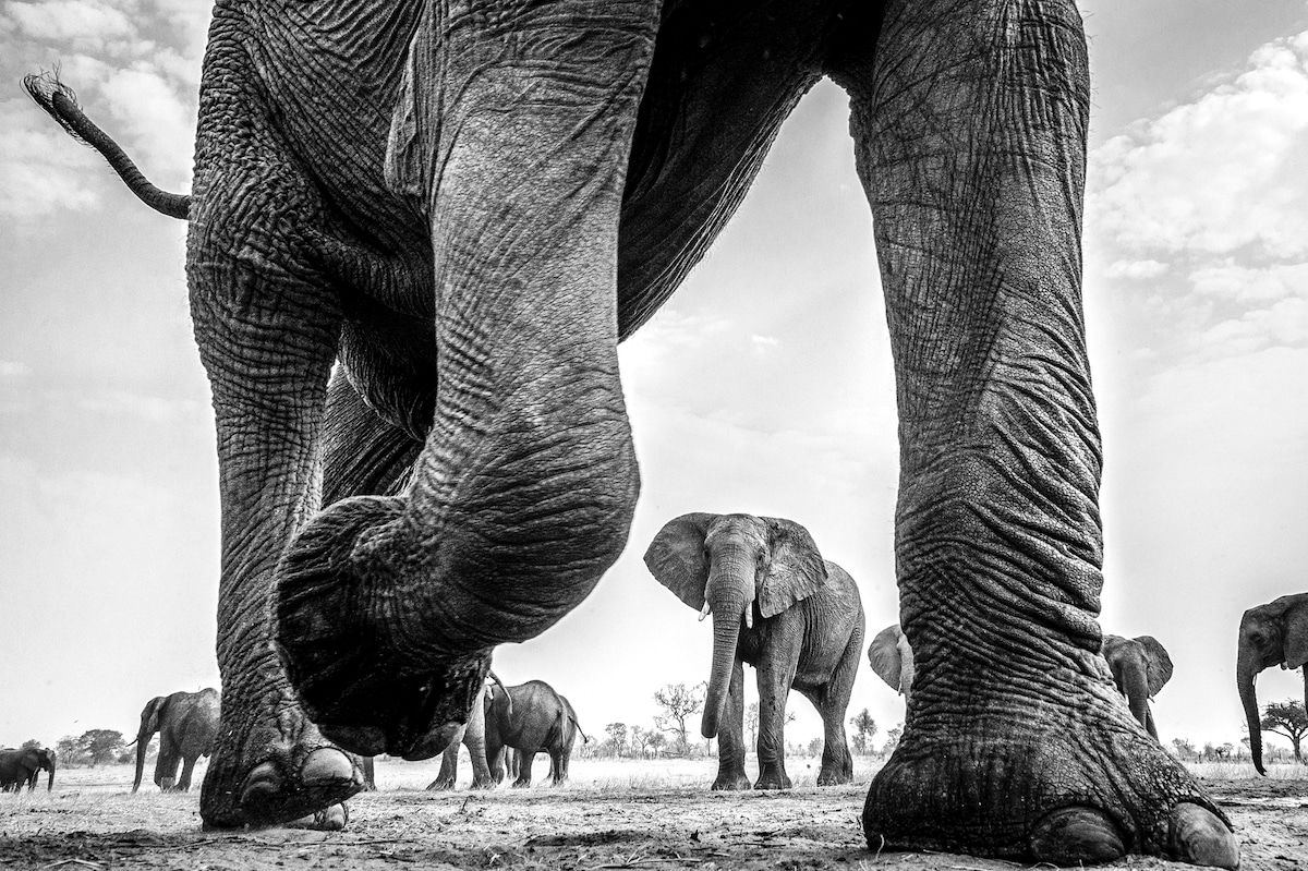 Foto a blanco y negro de unas patas de elefante, entre estas se logra ver otros elefantes de lejos.