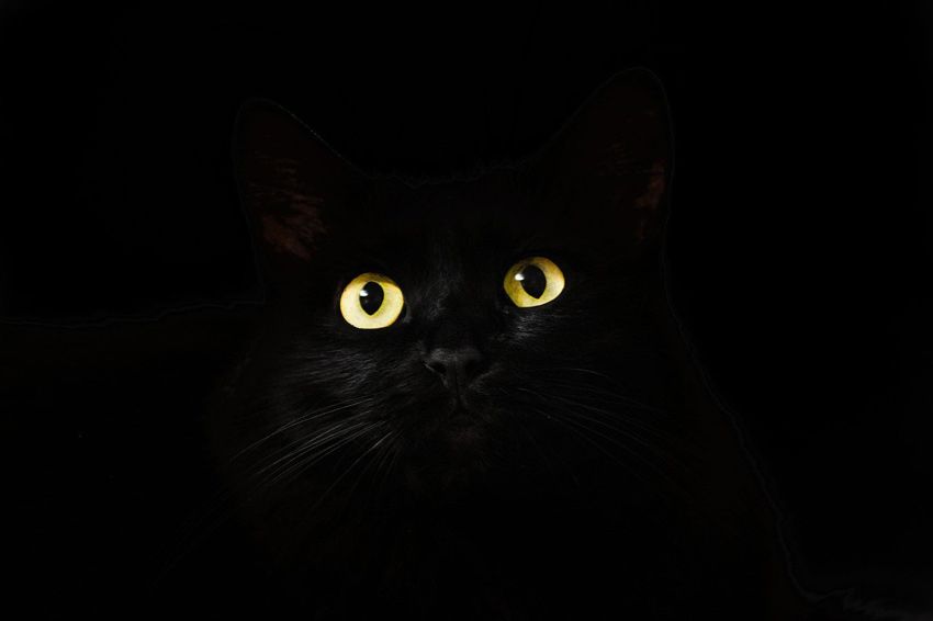 Fotografía en negro de un gato negro. Artículo: Psicología, significado de los colores