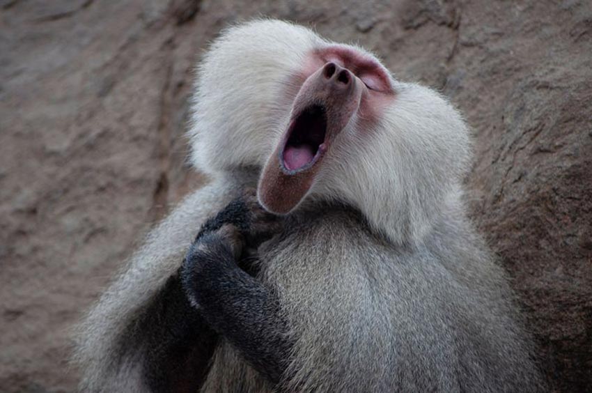 En la imagen un Babuino hamadryas, abriendo la boca como si estuviera cantando.