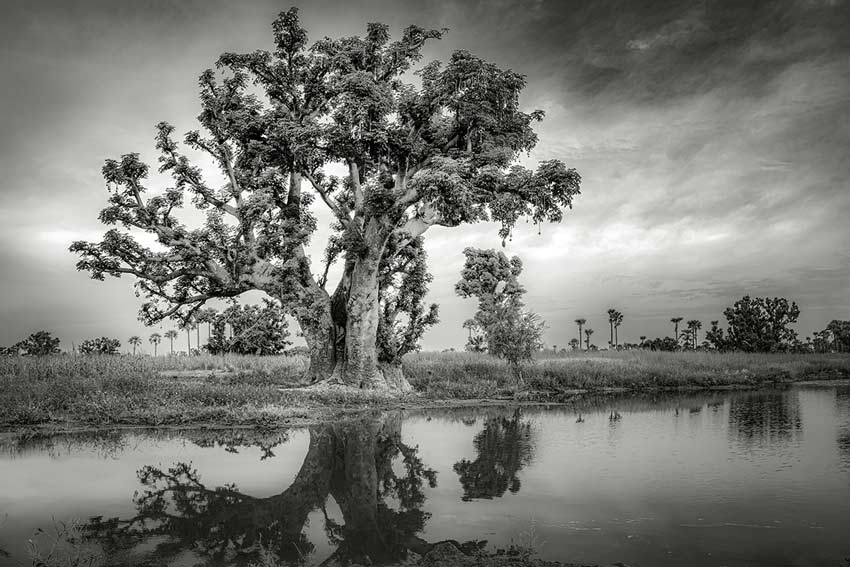 baobab