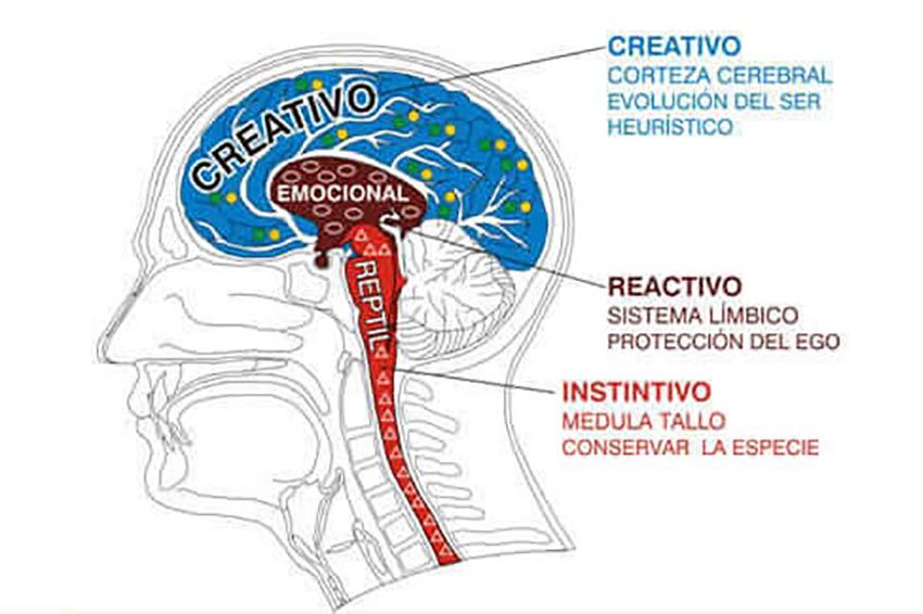 Imagen que expresa las partes del cerebro. Cerebros reptiliano, límbico y neocortex