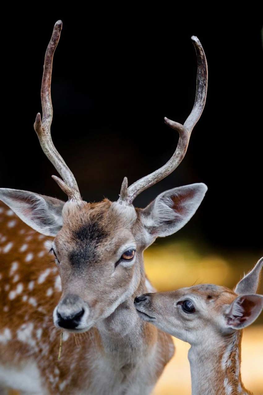 Amor en el reino animal