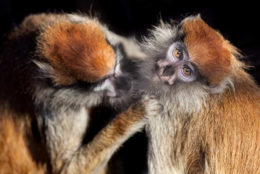 Amor en el reino animal