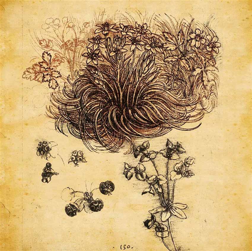 Leonardo da Vinci. Un dibujo de una planta y plantas de flores en papel antiguo