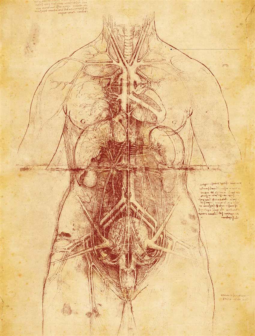 Leonardo da Vinci. Dibujo en papel antiguo de un cuerpo al cual se le observan sus órganos internos