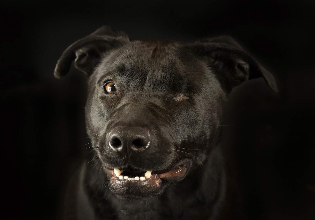 retrato de perro negro sin un ojo. Perros y gatos consiguen hogar gracias a la apoyo de una fotógrafa