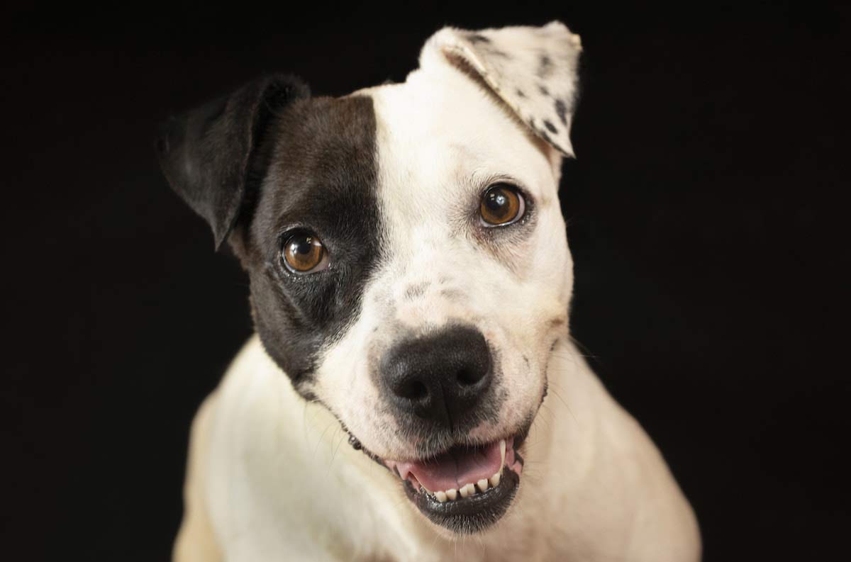 Retrato de perro blanco y negro. Perros y gatos consiguen hogar gracias a la apoyo de una fotógrafa