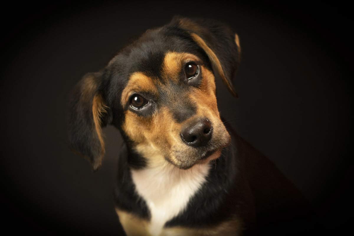 Retrato de perro negro, café y blanco. Perros y gatos consiguen hogar gracias a la apoyo de una fotógrafa