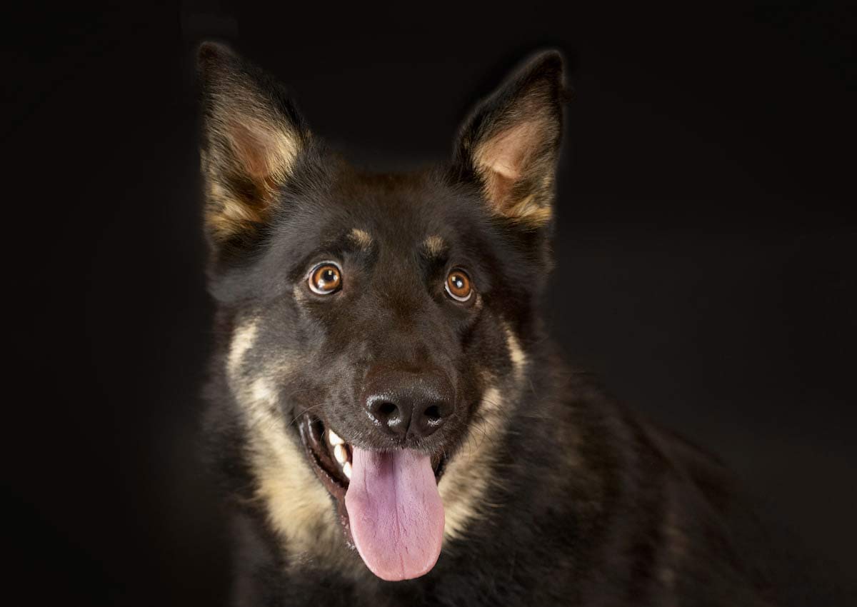 Retrato de perro pastor alemán negro y café. Perros y gatos consiguen hogar gracias a la apoyo de una fotógrafa