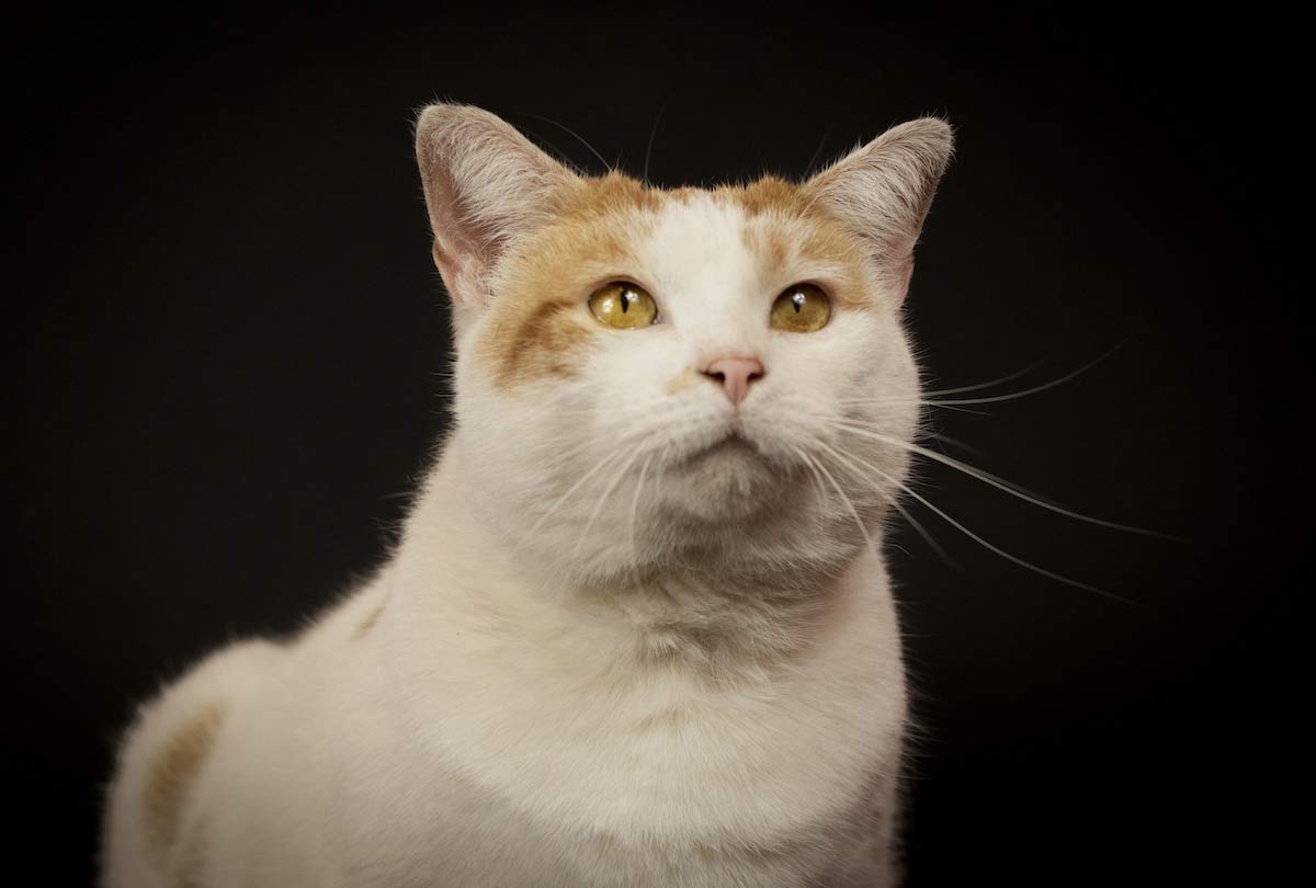 Retrato de un gato blanco. Perros y gatos consiguen hogar gracias a la apoyo de una fotógrafa