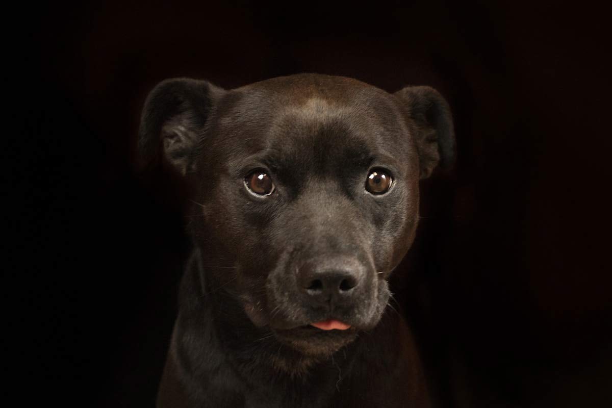 Retrato de un perro negro sacando un poco la lengua. Perros y gatos consiguen hogar gracias a la apoyo de una fotógrafa