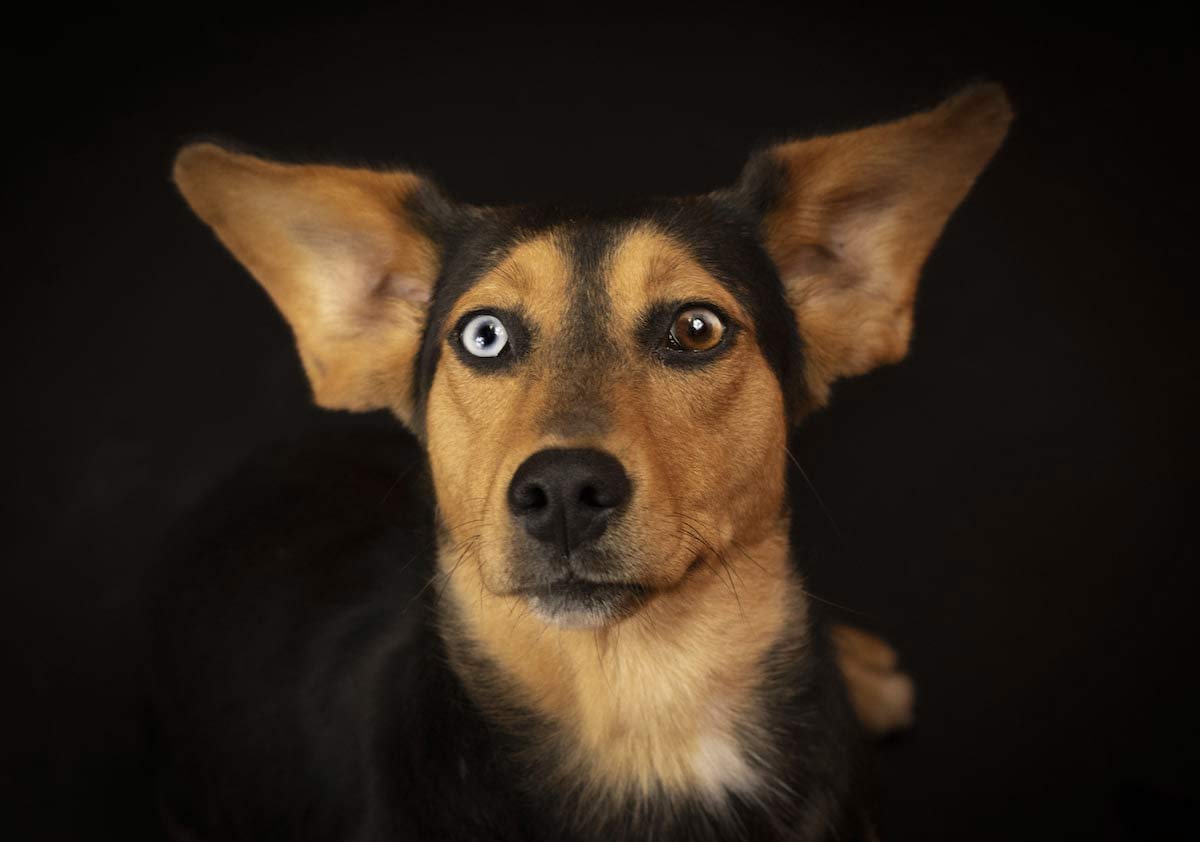 Retrato de un perro negro y café con los ojos de distinto color. Perros y gatos consiguen hogar gracias a la apoyo de una fotógrafa
