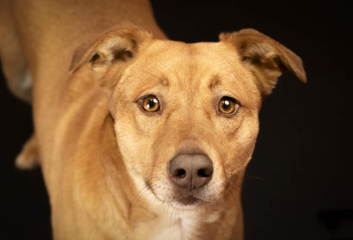 Retrato de perro café. Perros y gatos consiguen hogar gracias a la apoyo de una fotógrafa