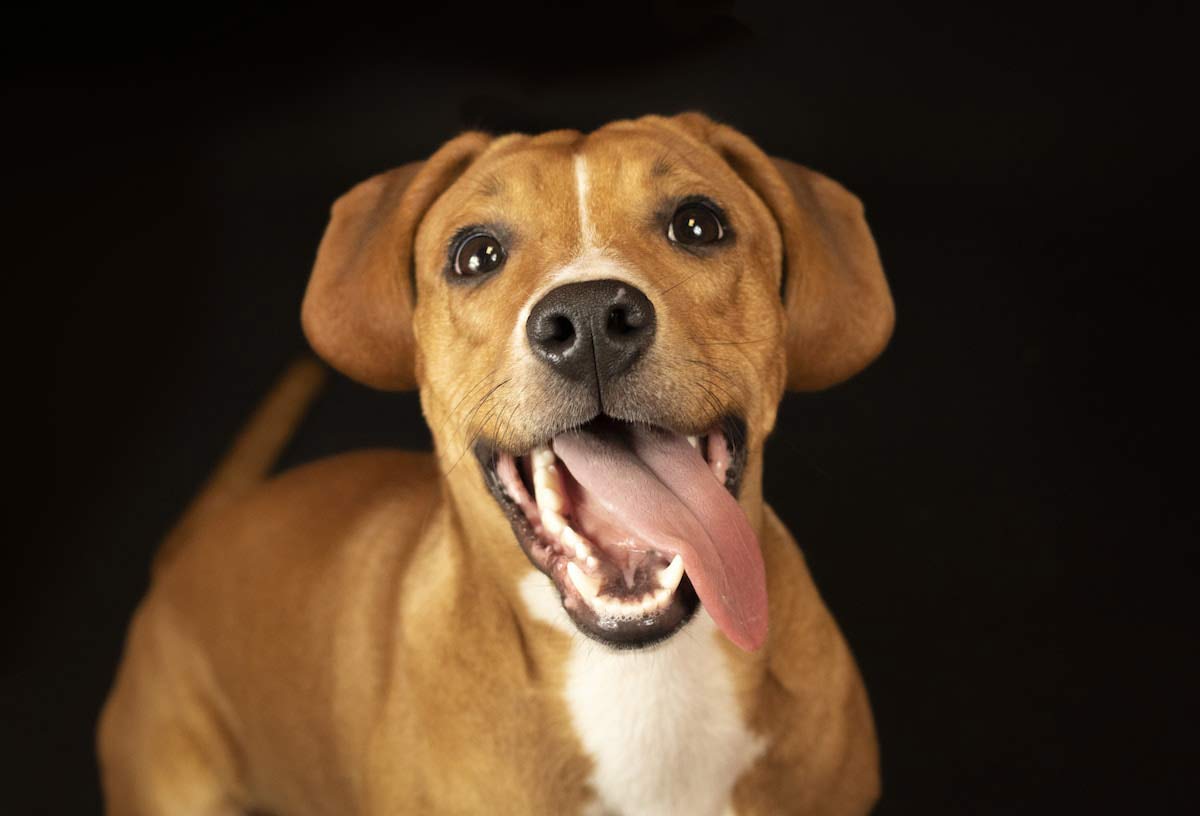 Retrato de perro café sacando la lengua. Perros y gatos consiguen hogar gracias a la apoyo de una fotógrafa