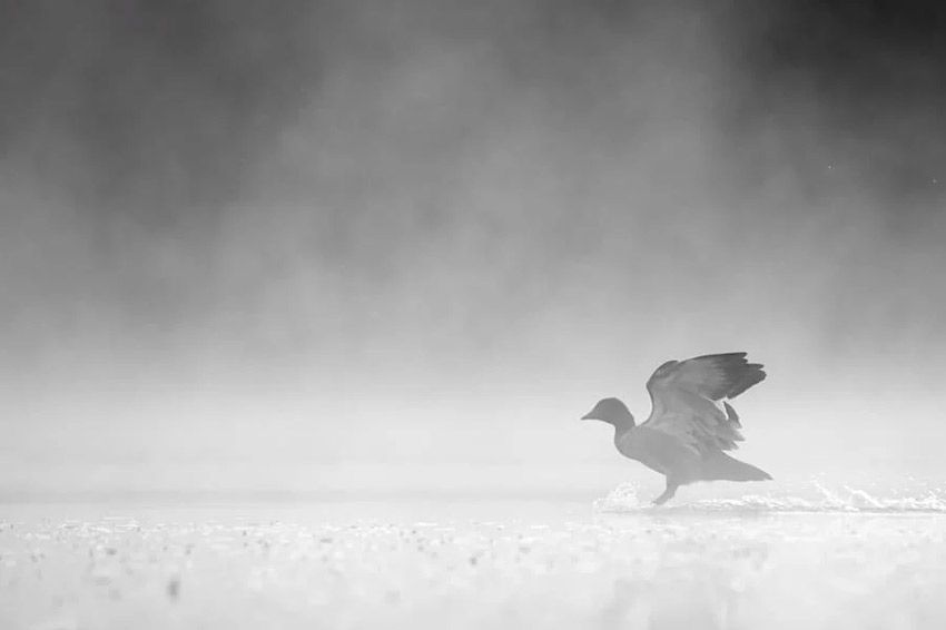 Un pájaro de perfil abriendo sus alas parado sobre la nieve. Fotografía en blanco y negro.
