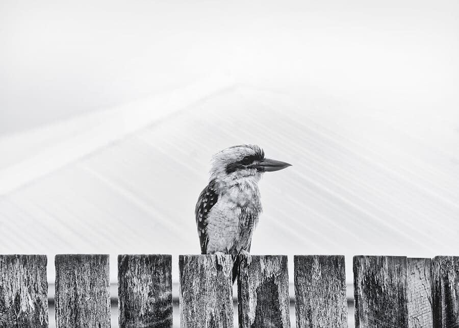 Fotografía en blanco y negro de un ave en postura de perfil, parada en una valla.