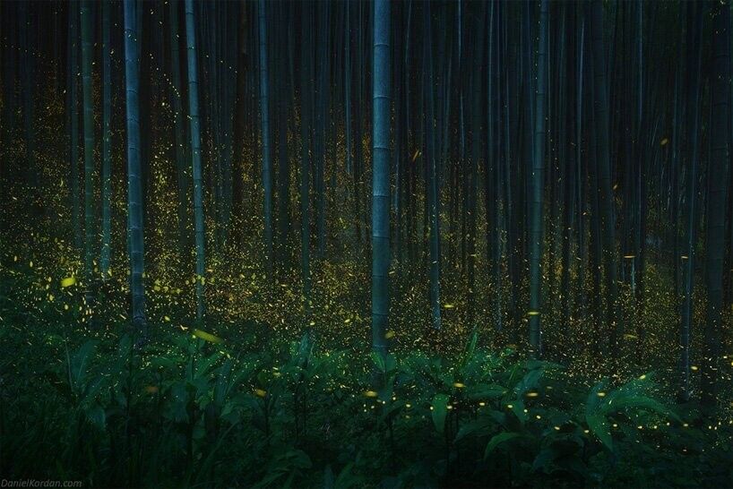 Fotografía de un bosque de bambúes japonés iluminado por luciérnagas.