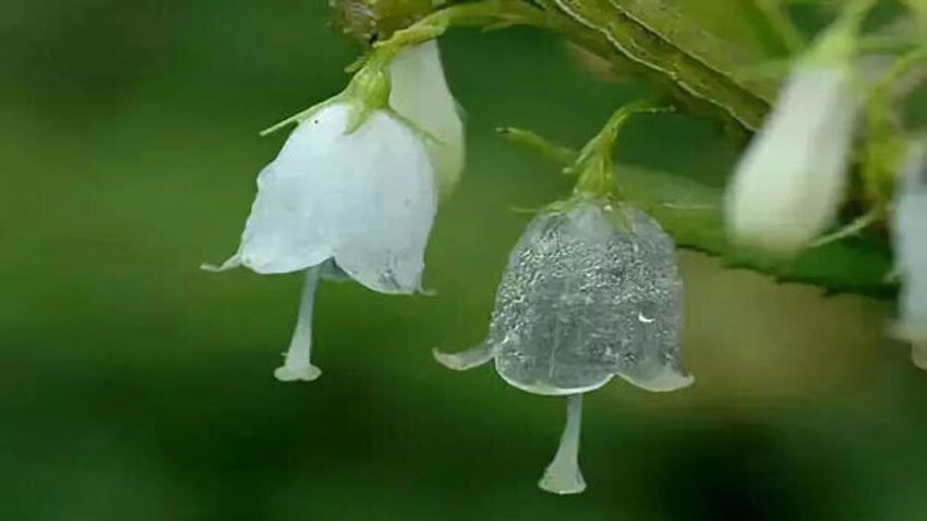 Diphylleia grayi, también llamadas skeleton flower. Estas flores se vuelven transparentes con la lluvia