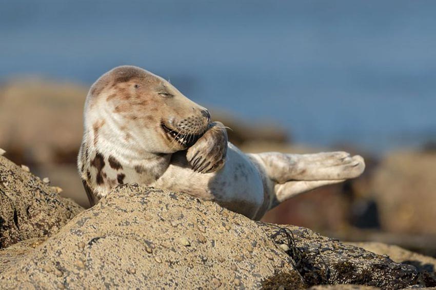Fotografía: Mister Giggles (Señor Risueño) de Martina Novotna. En la foto, una foca gris riendo sobre una piedra.