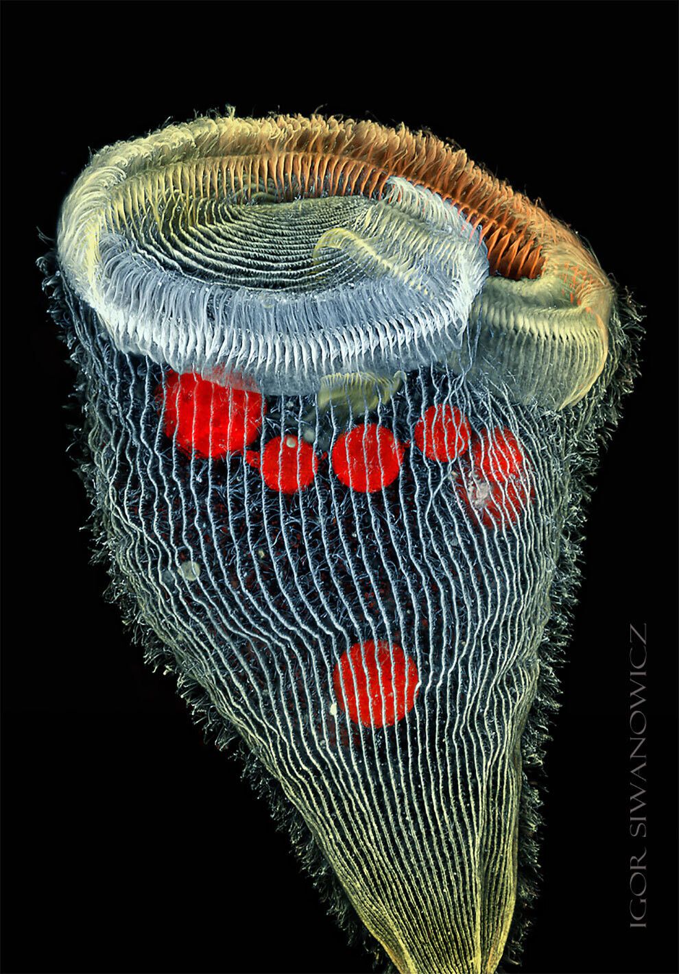 Coloridas fotografías de seres microscópicos.