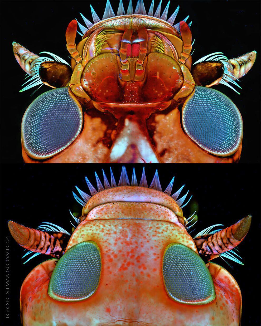 Coloridas fotografías de seres microscópicos.
