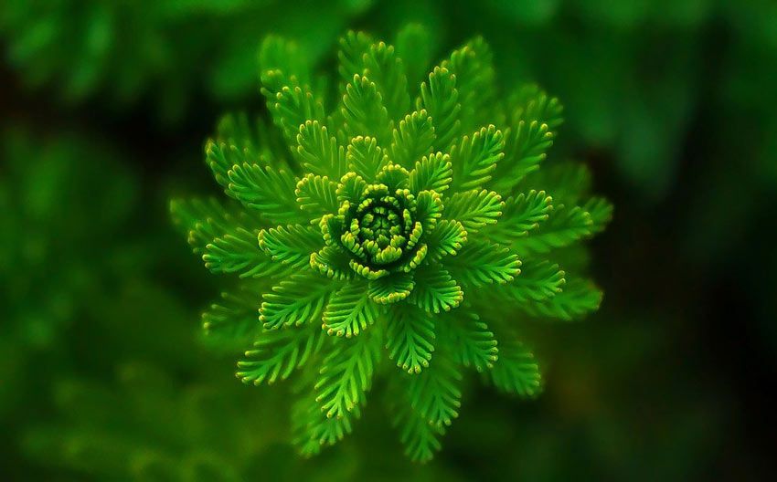 Fotografía de una planta de color verde. Artículo: Psicología, significado de los colores