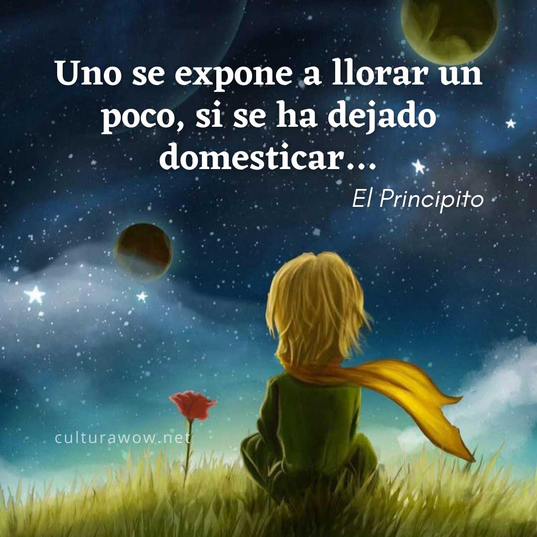 Frases del Principito, en imágenes. Uno se expone a llorar un poco, si se ha dejado domesticar…