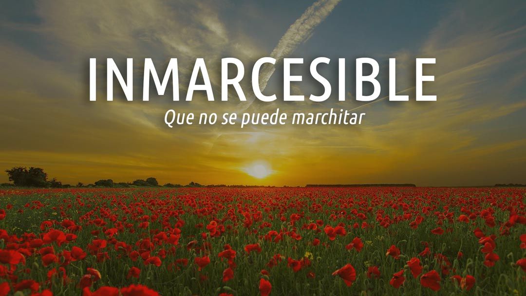 Palabras bonitas del español. Inmarcesible. En la imagen, un atardecer en un campo de flores rojas