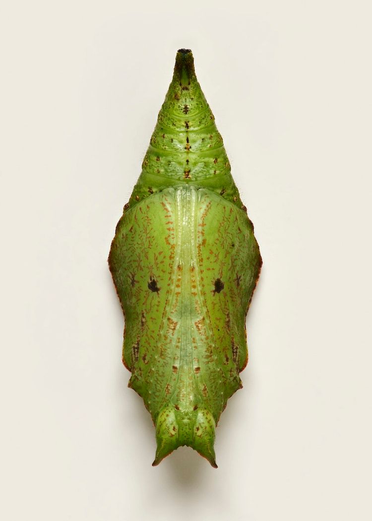 Pupa de mariposa de color verde, parede hoja de planta