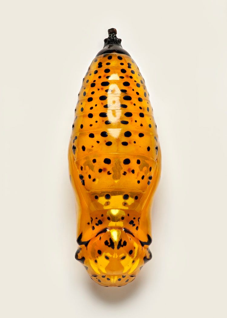 Pupa de mariposa de color amarillo y naranja. Tiene una especie de pecas y parece una abeja sin alas.