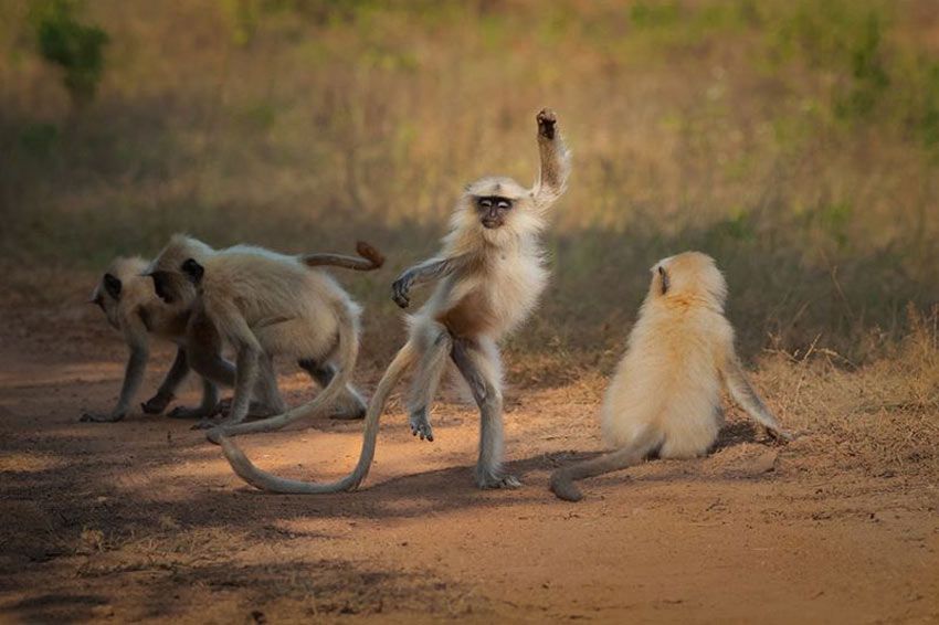 El langur, mono sagrado en la India. En la imagen hay cuatro, uno de ellos está bailando.
