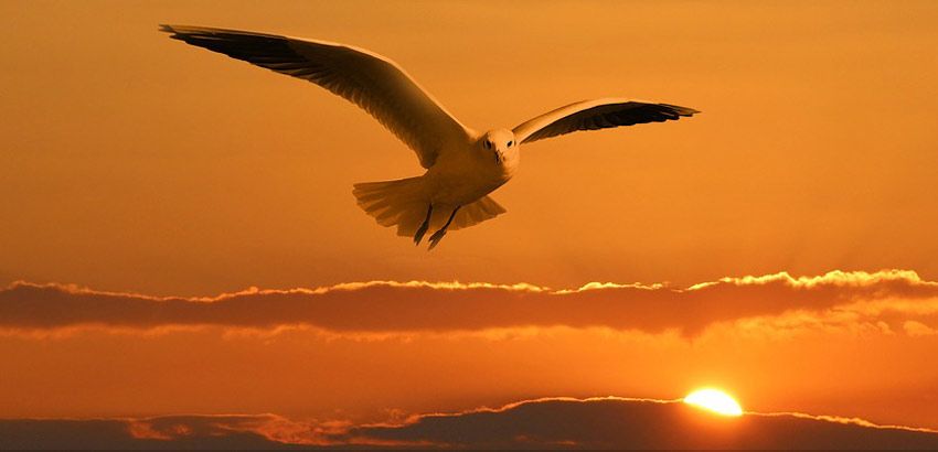 Fotografía de un ave volando y al fondo el sol cayendo. Artículo: Psicología, significado de los colores
