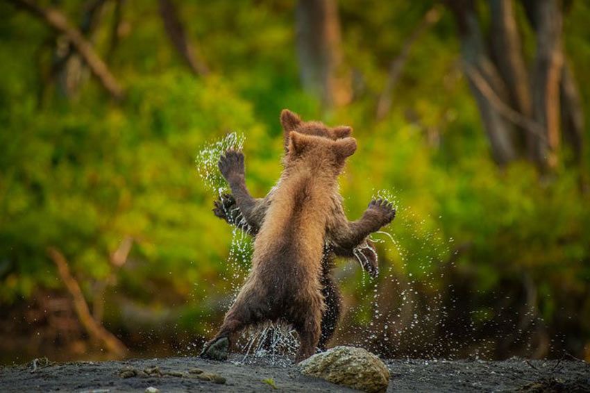 En la fotografía, dos osos pardos están parados en dos patas y parecen bailando.