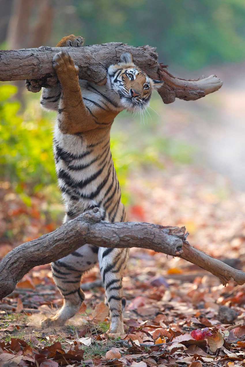 Tigre. Esta especie vive en el oriente asiático. En la imagen, este tigre está cargando un tronco parado en dos patas.