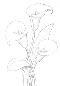 Flor de dibujo para pintar